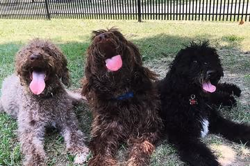 Dog Park at Tanglewood Park